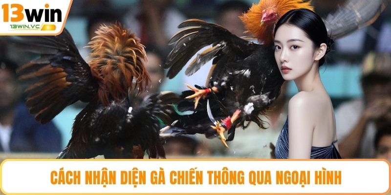 Cách nhận diện gà chiến thông qua ngoại hình
