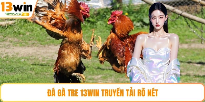 Đá gà tre 13WIN truyền tải rõ nét
